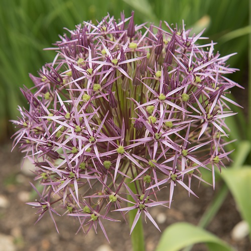 Allium Bulbs Christophii
